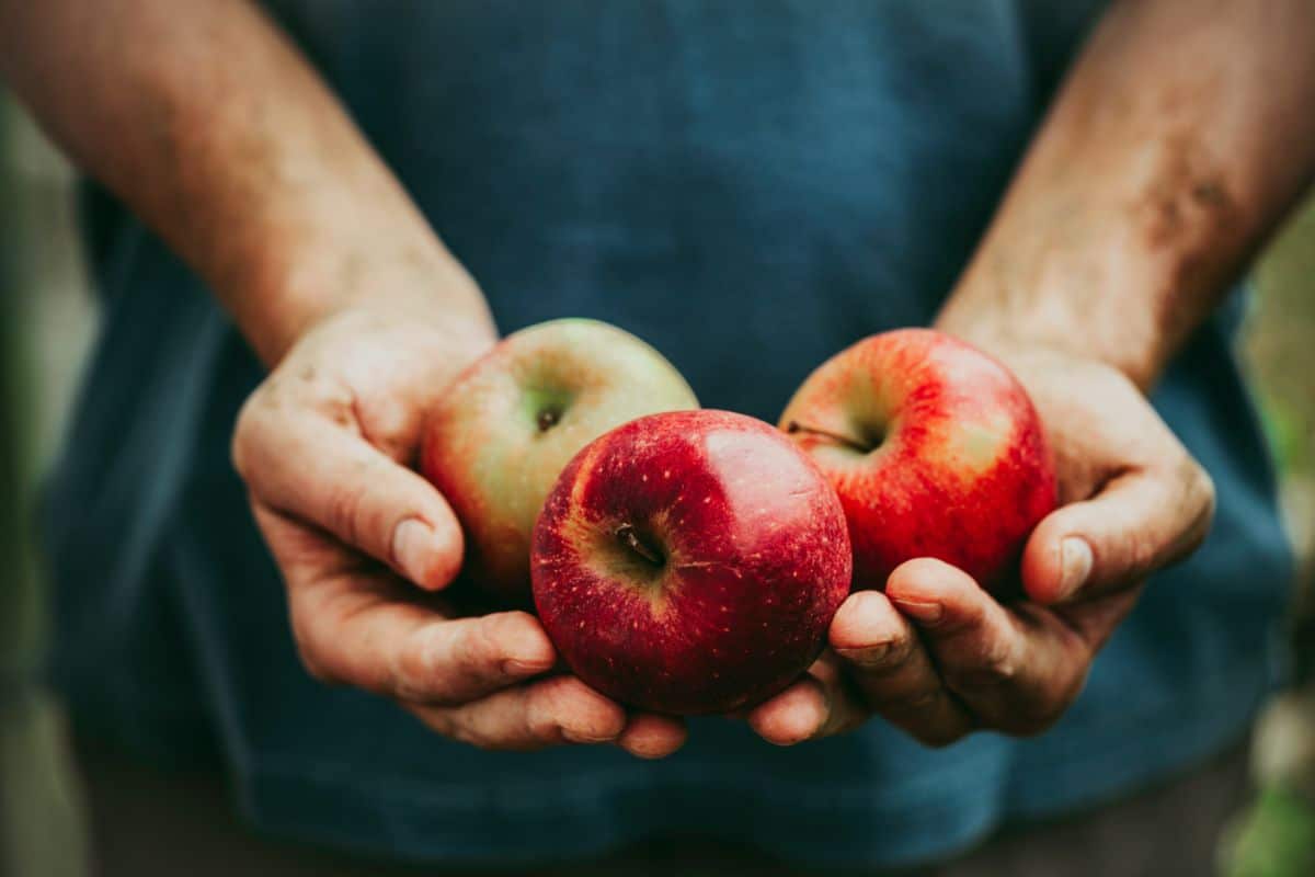 A person holding two apples