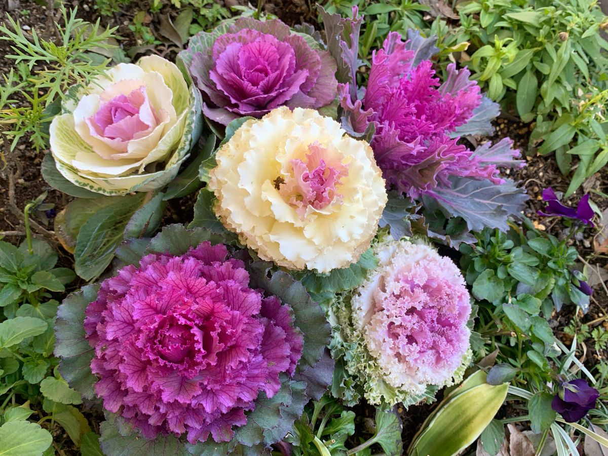 Colorful hardy annual ornamental kale and cabbage