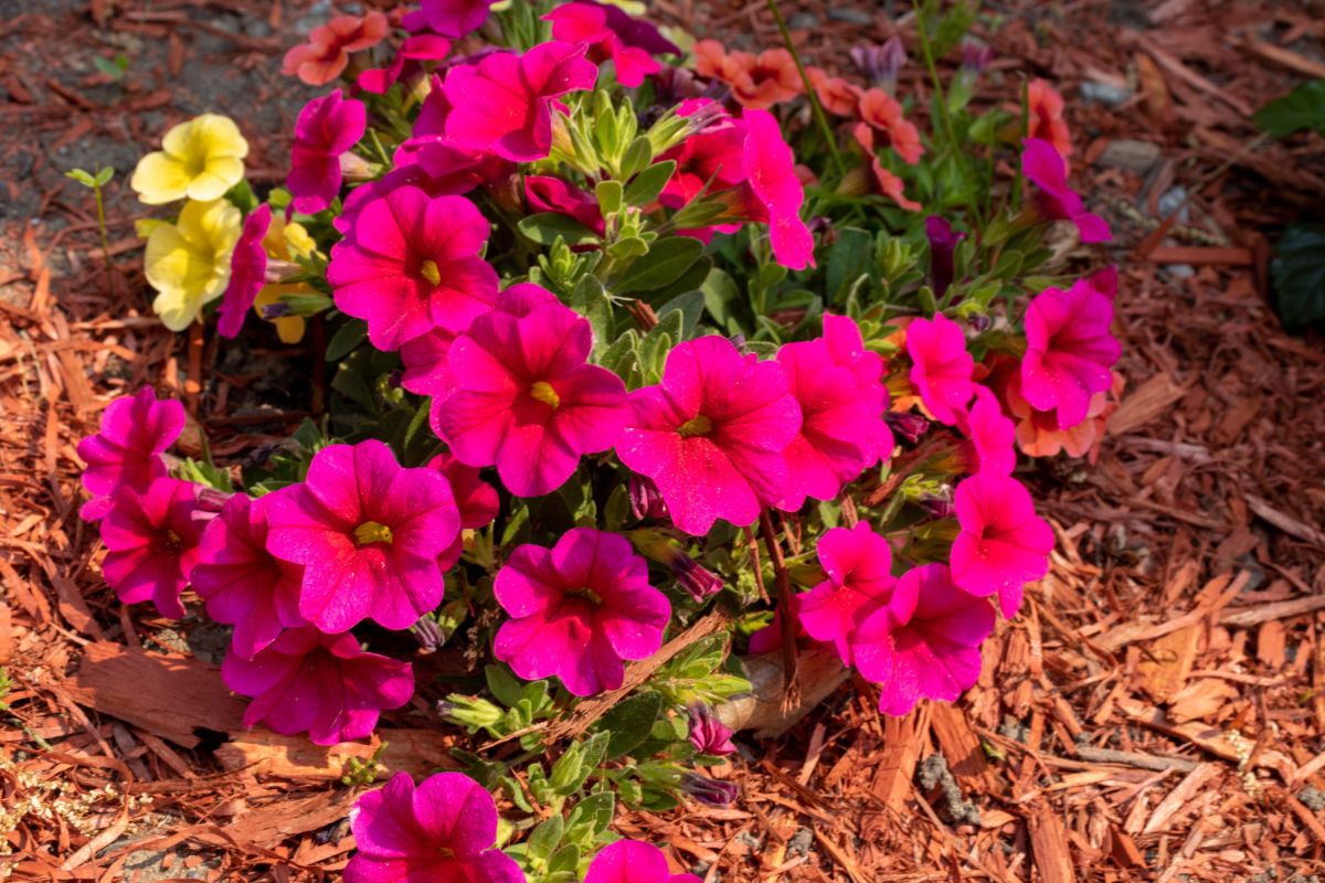 A pink wave petunia planted in the ground