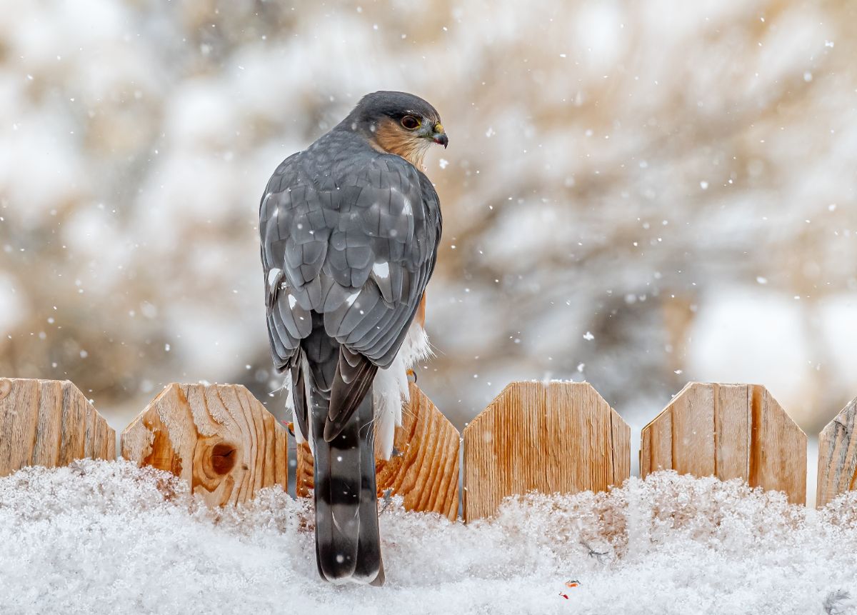 A predatory bird on a fence in winter