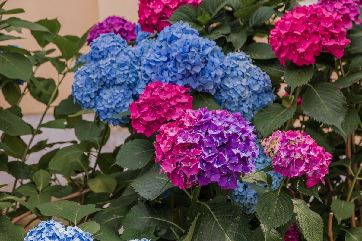 Blue and pink/purple hydrangea blossoms