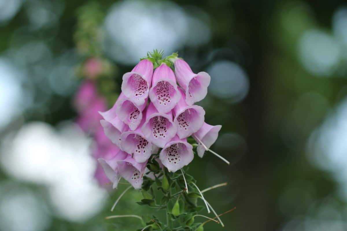 Foxglove with flowers in bloom