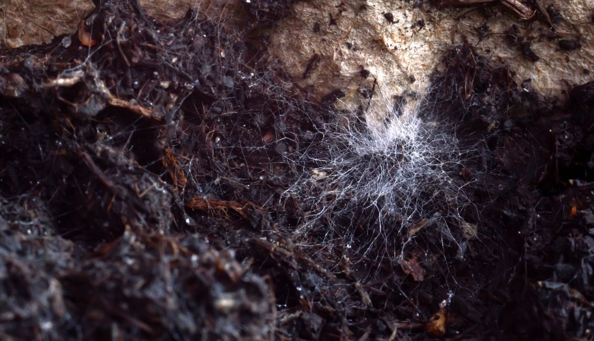Miccorhizal fungus in soil