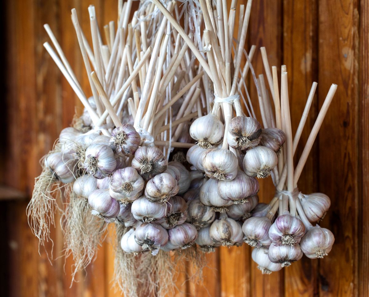 Bundles of hardneck garlic in storage