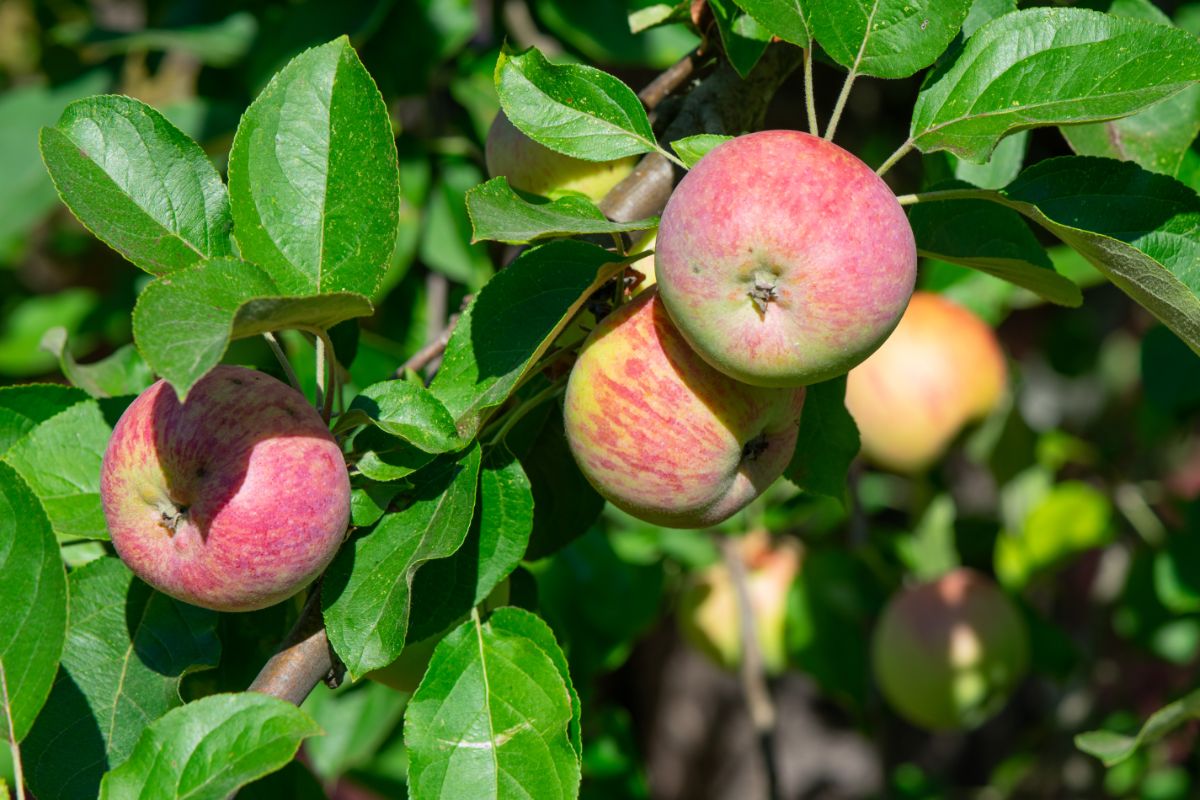 Fresh apples on a tree