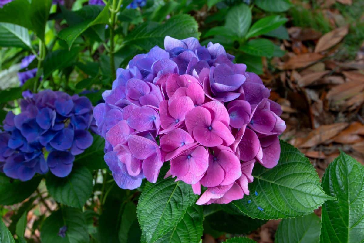 Blue and purple mophead hydrangeas