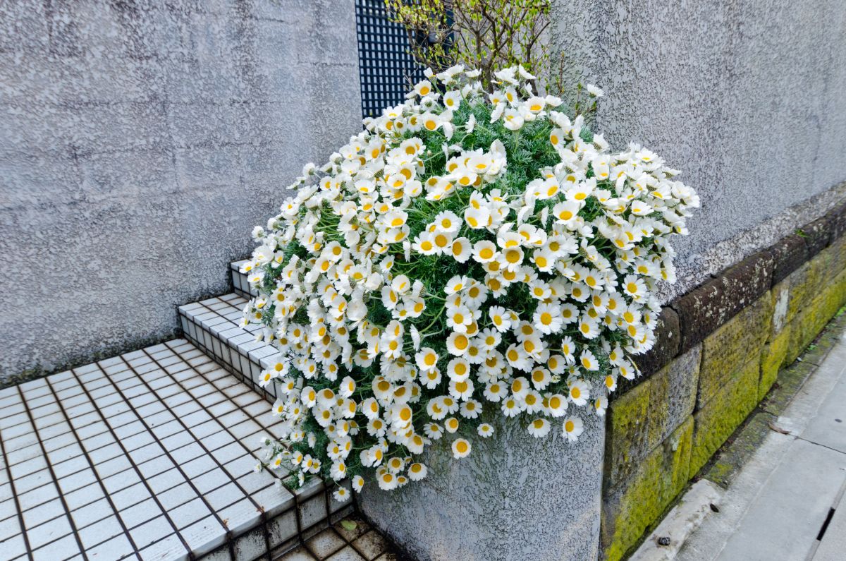 Nippon daisy in a container