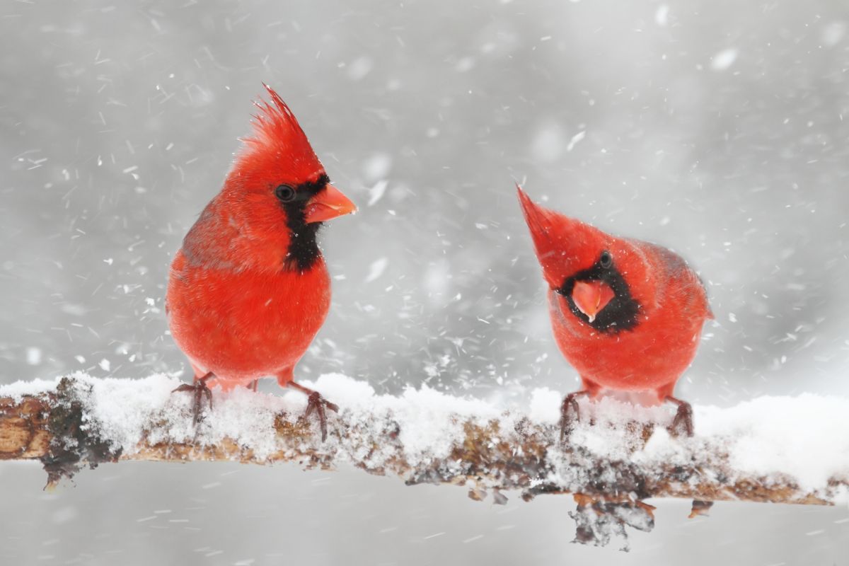 Two red cardinals on a branch in winter