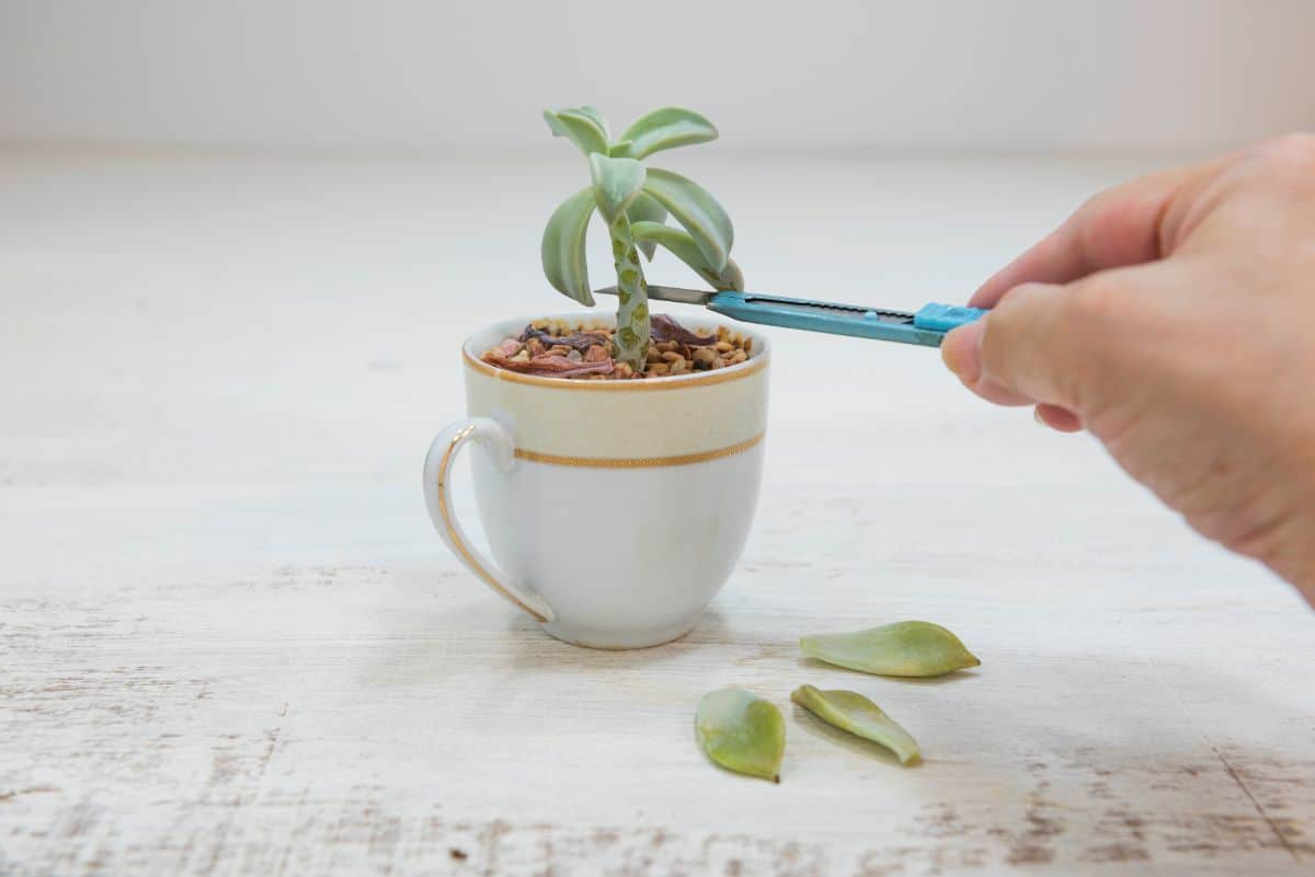 A houseplant being pruned into shape