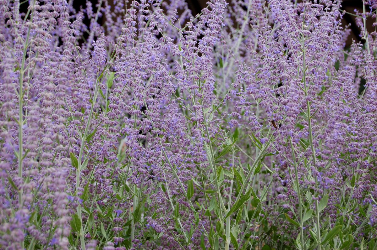 Purple flowering winter sage