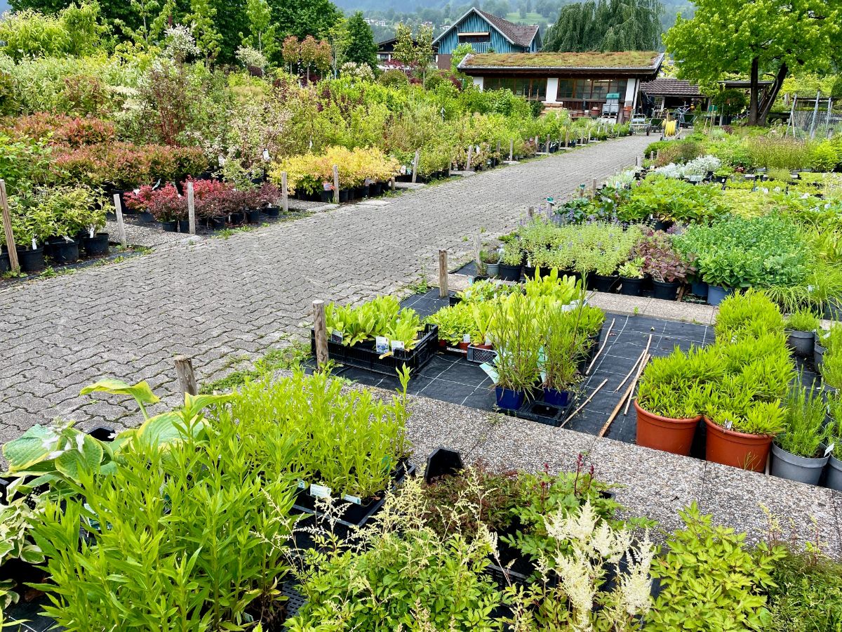 A nursery with potted annuals for planting in October