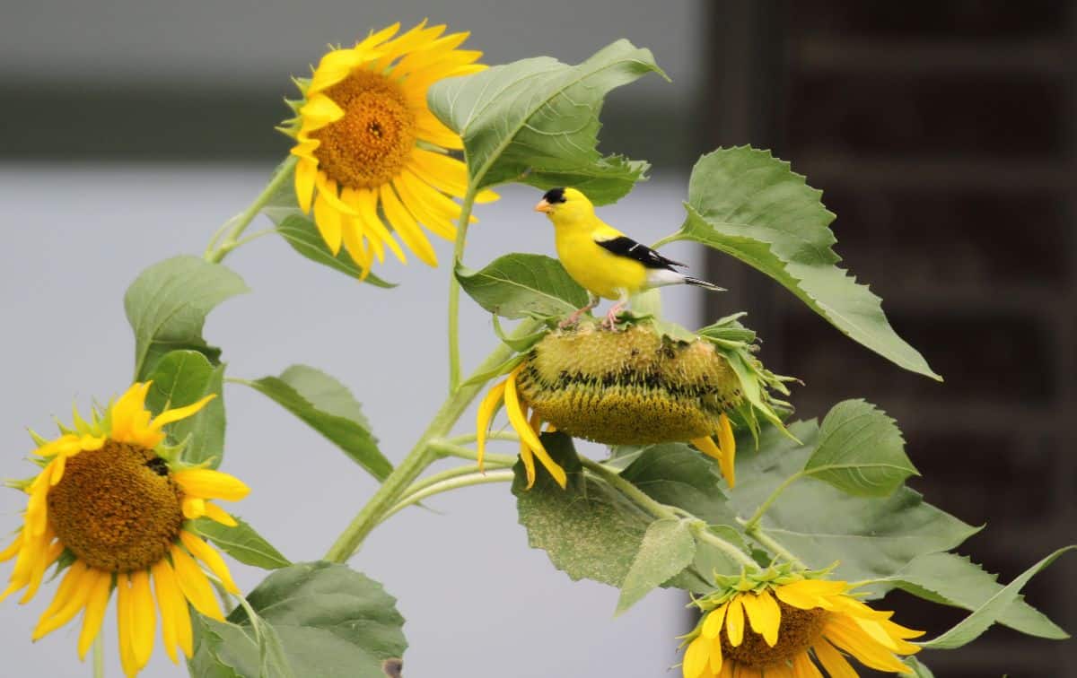 Sunflowers going to seed with a feeding finch