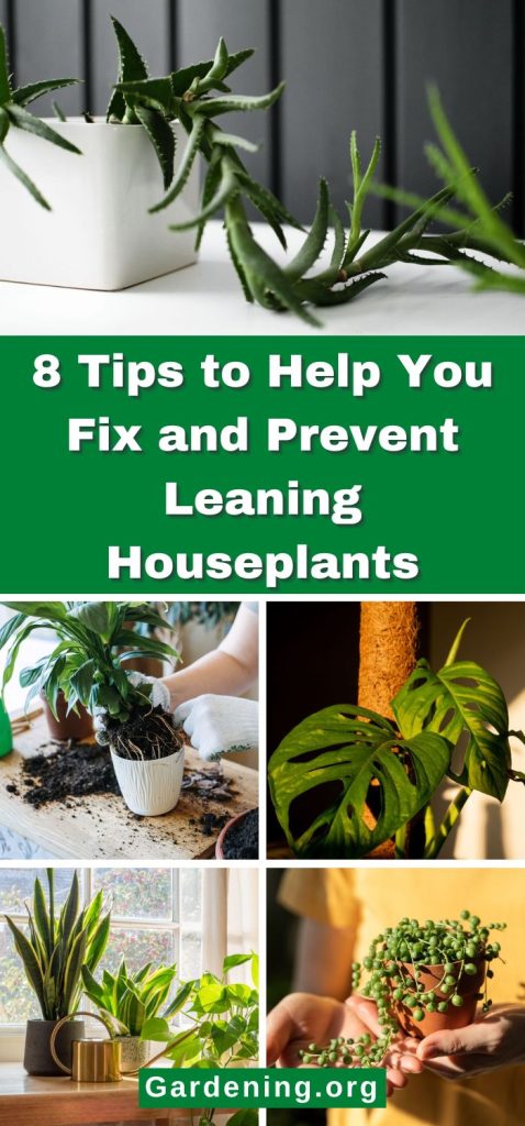 8 Tips to Help You Fix and Prevent Leaning Houseplants pinterest image.