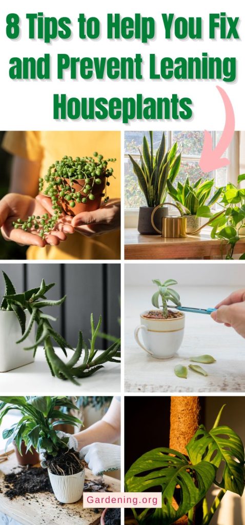8 Tips to Help You Fix and Prevent Leaning Houseplants pinterest image.