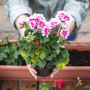A gardener holds blooming geraniums in a pot.
