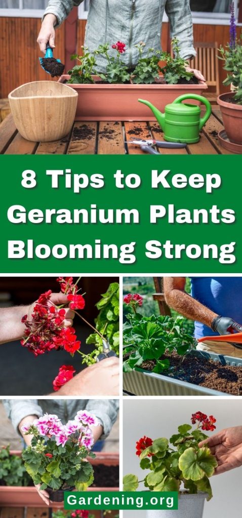 8 Tips to Keep Geranium Plants Blooming Strong pinterest image.