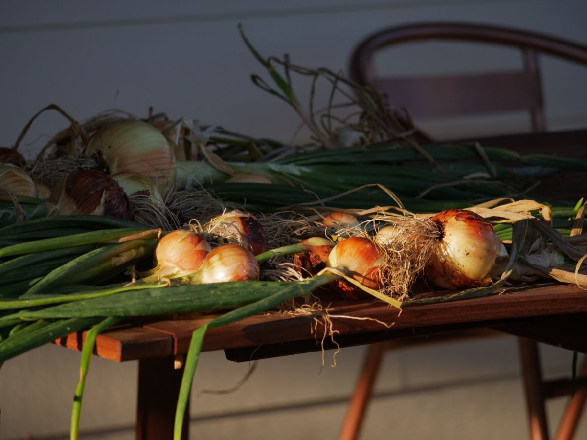 Onions curing before root cellar storage