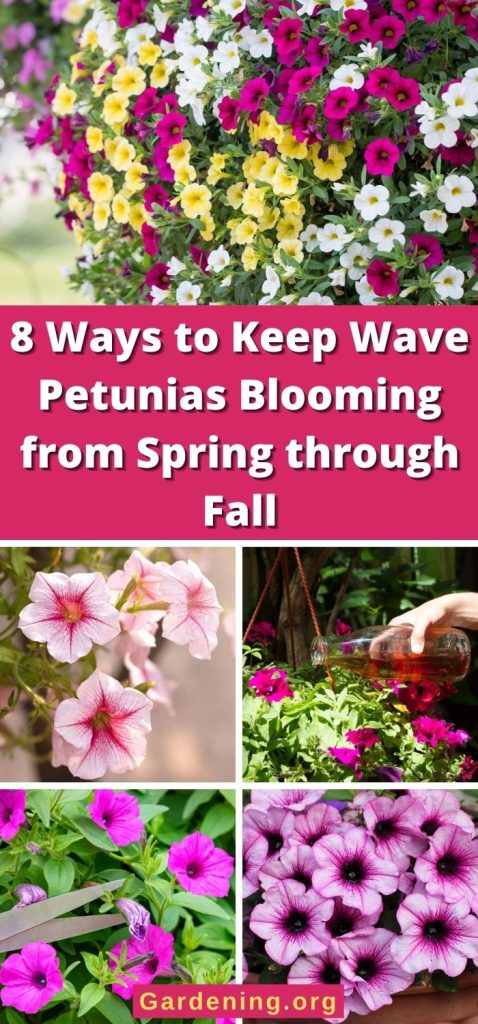 8 Ways to Keep Wave Petunias Blooming from Spring through Fall pinterest image.