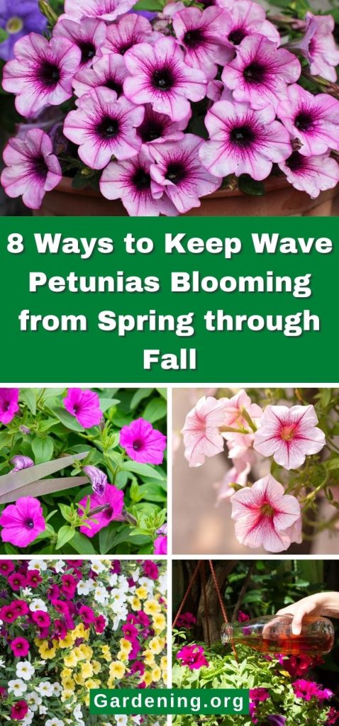 8 Ways to Keep Wave Petunias Blooming from Spring through Fall pinterest image.