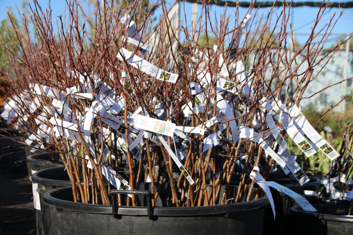 A bucket of hardwood cuttings