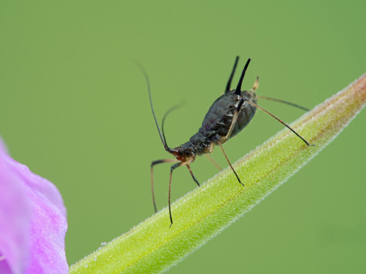 A bug on a geranium stem