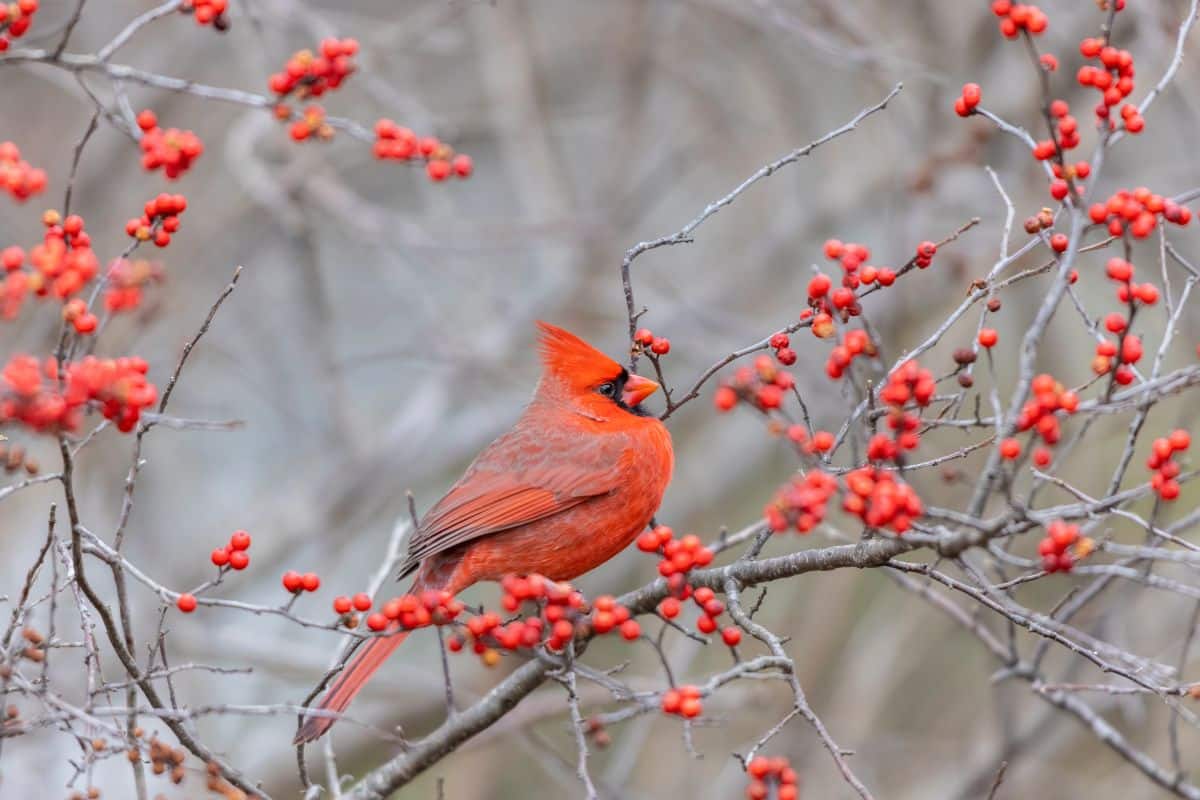 A red cardinal sitting in a winterberry bush