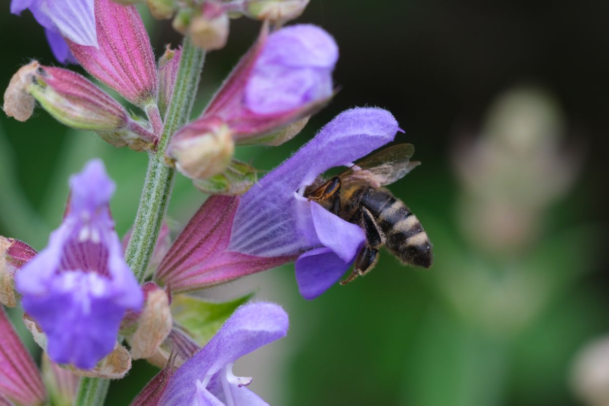 A bee on a sage flower