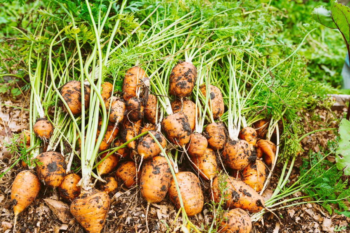 Freshly dug carrots