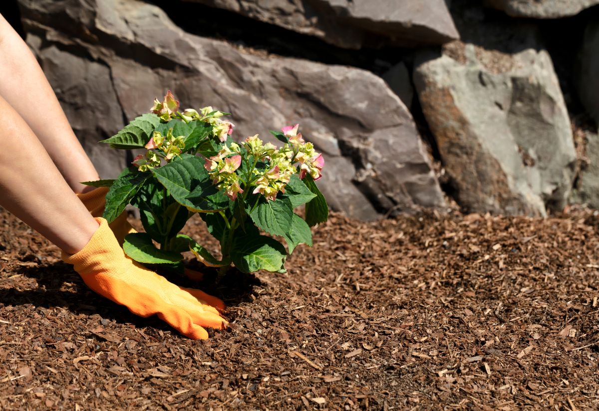 A gardener applying mulch around a hydrangea plant