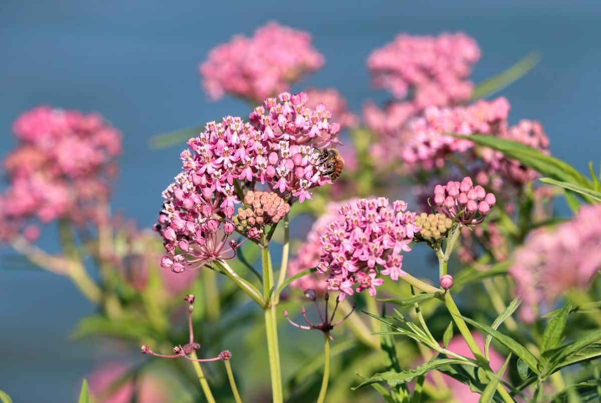 Purple milk weed