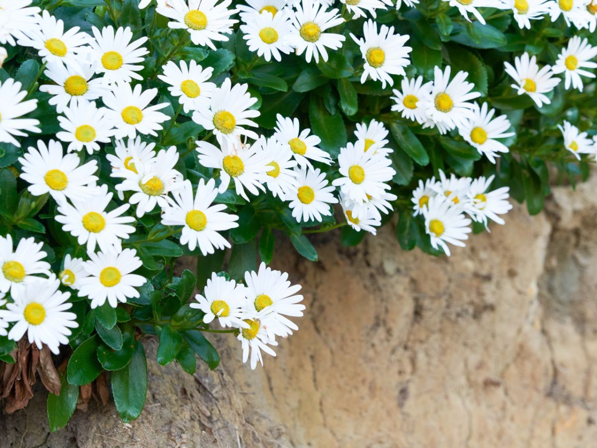Well established Nippon daisies