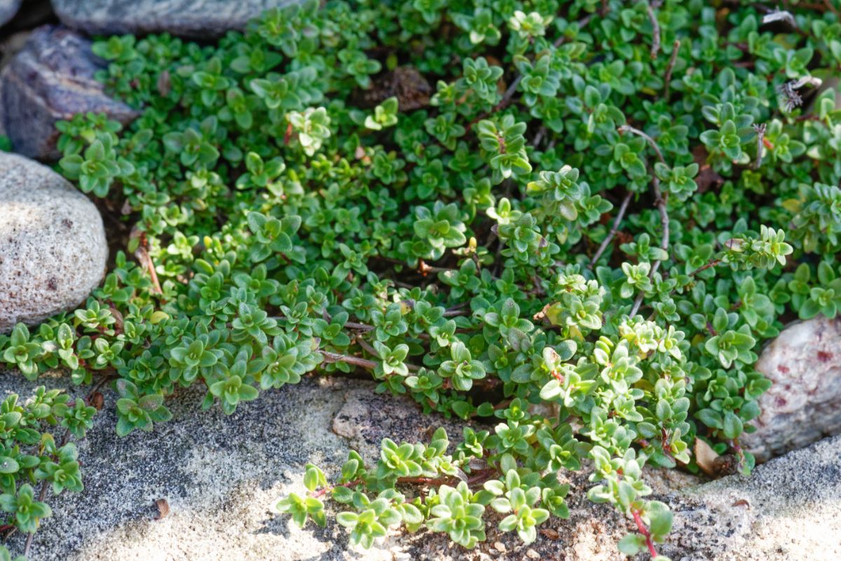 Mother of Thyme creeping plant 
