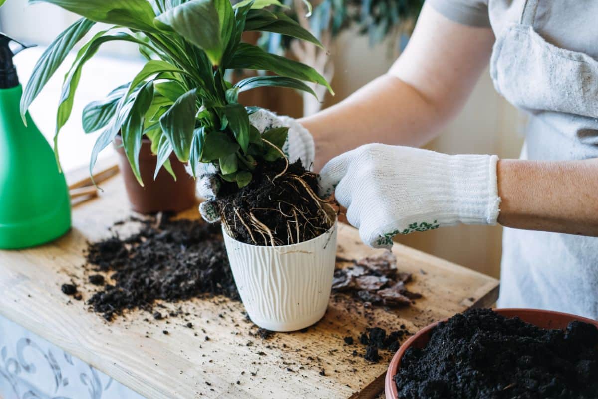 Repotting a large houseplant