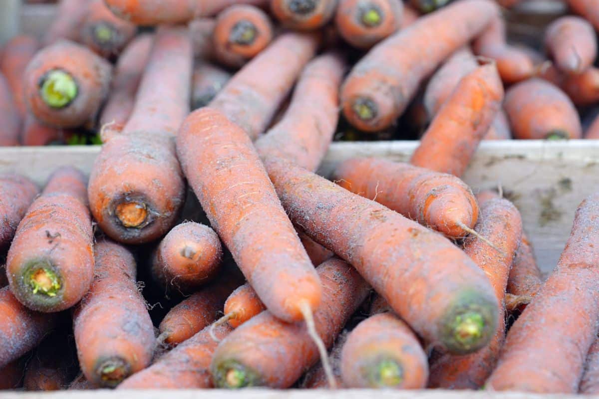 Carrots with excess dirt removed