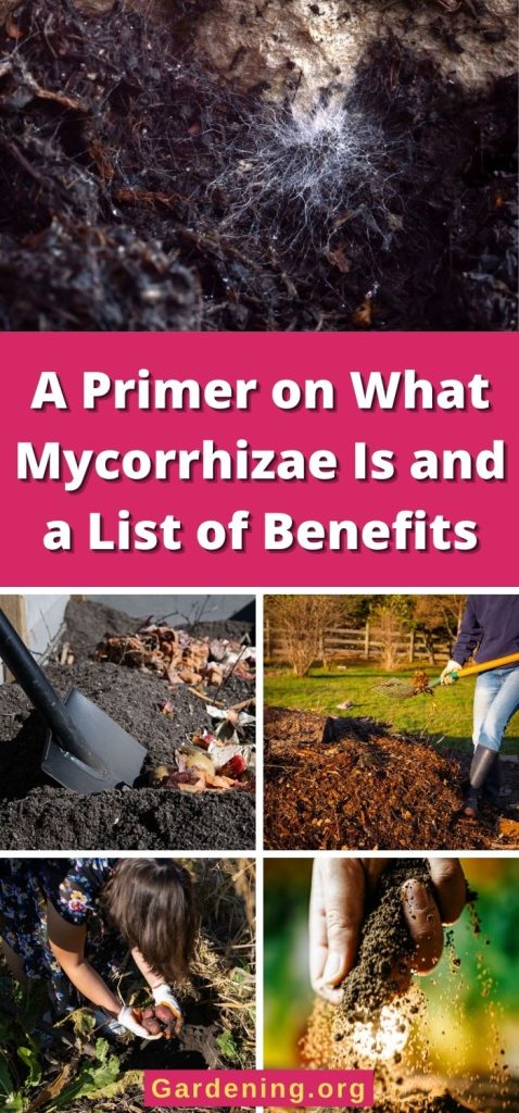 A Primer on What Mycorrhizae Is and a List of Benefits pinterest image.