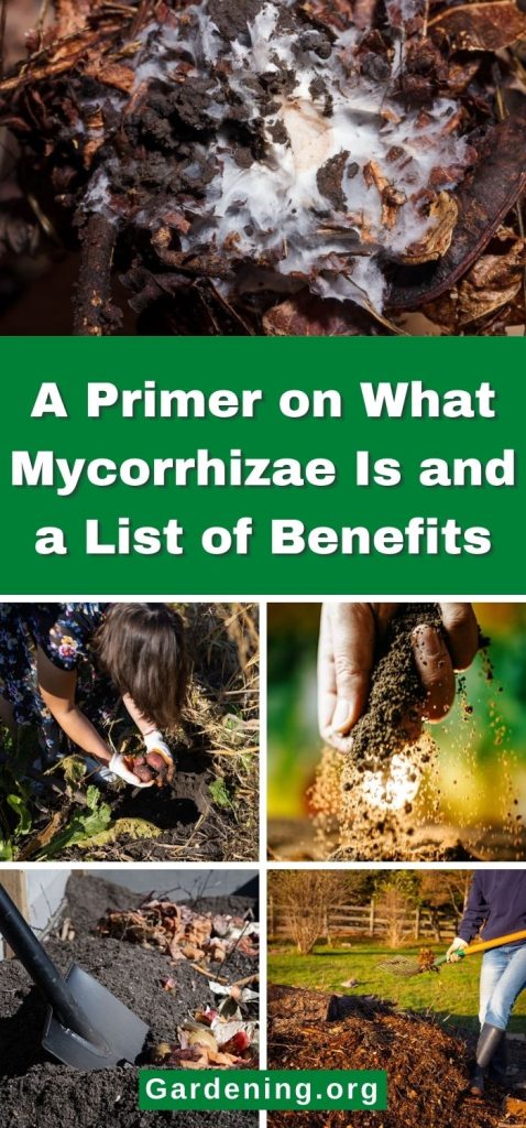 A Primer on What Mycorrhizae Is and a List of Benefits pinterest image.