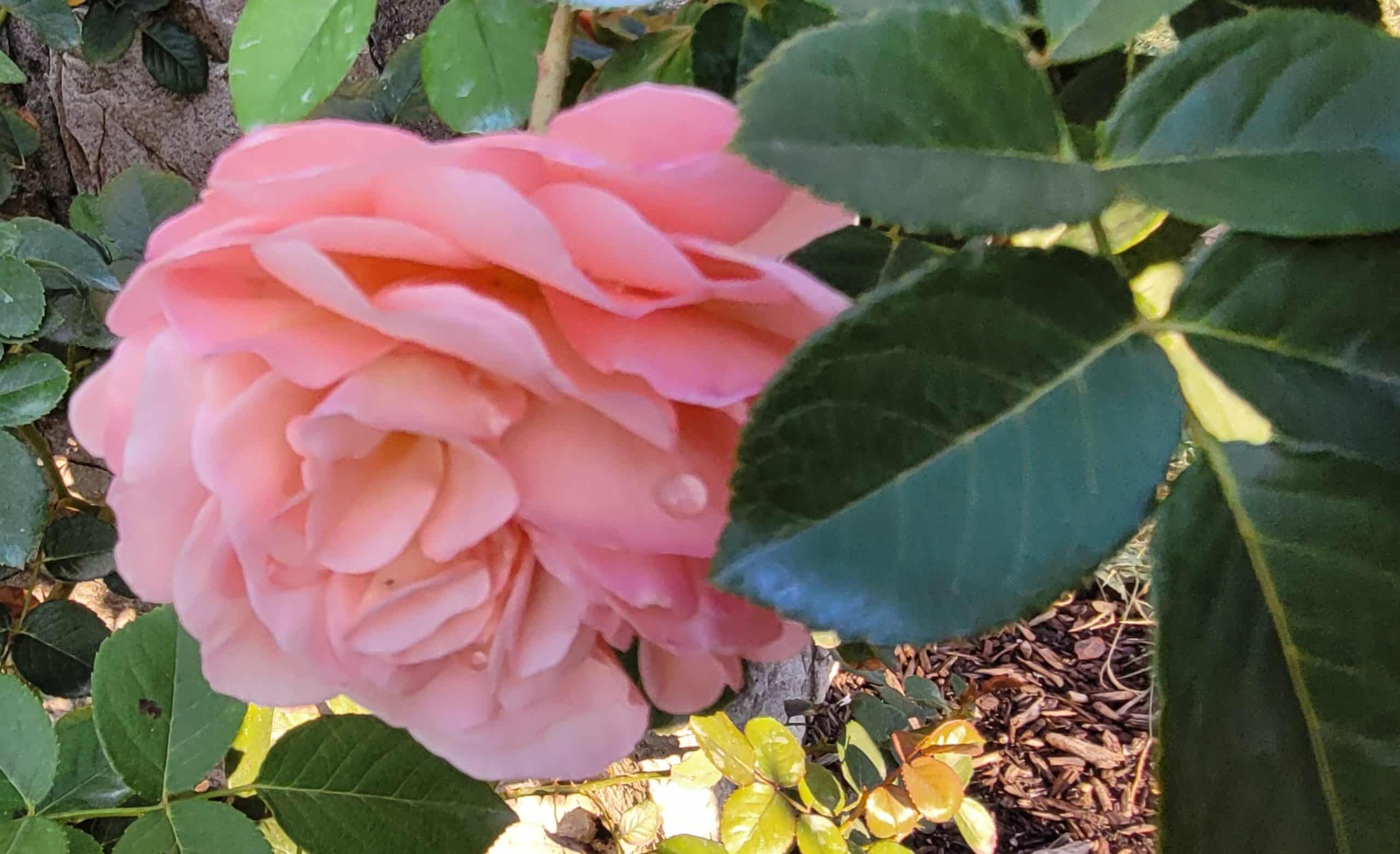 Abraham Darby Rose