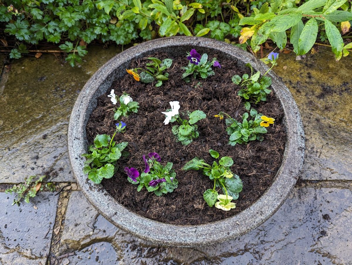 Annuals planted at the top of an allium container planter