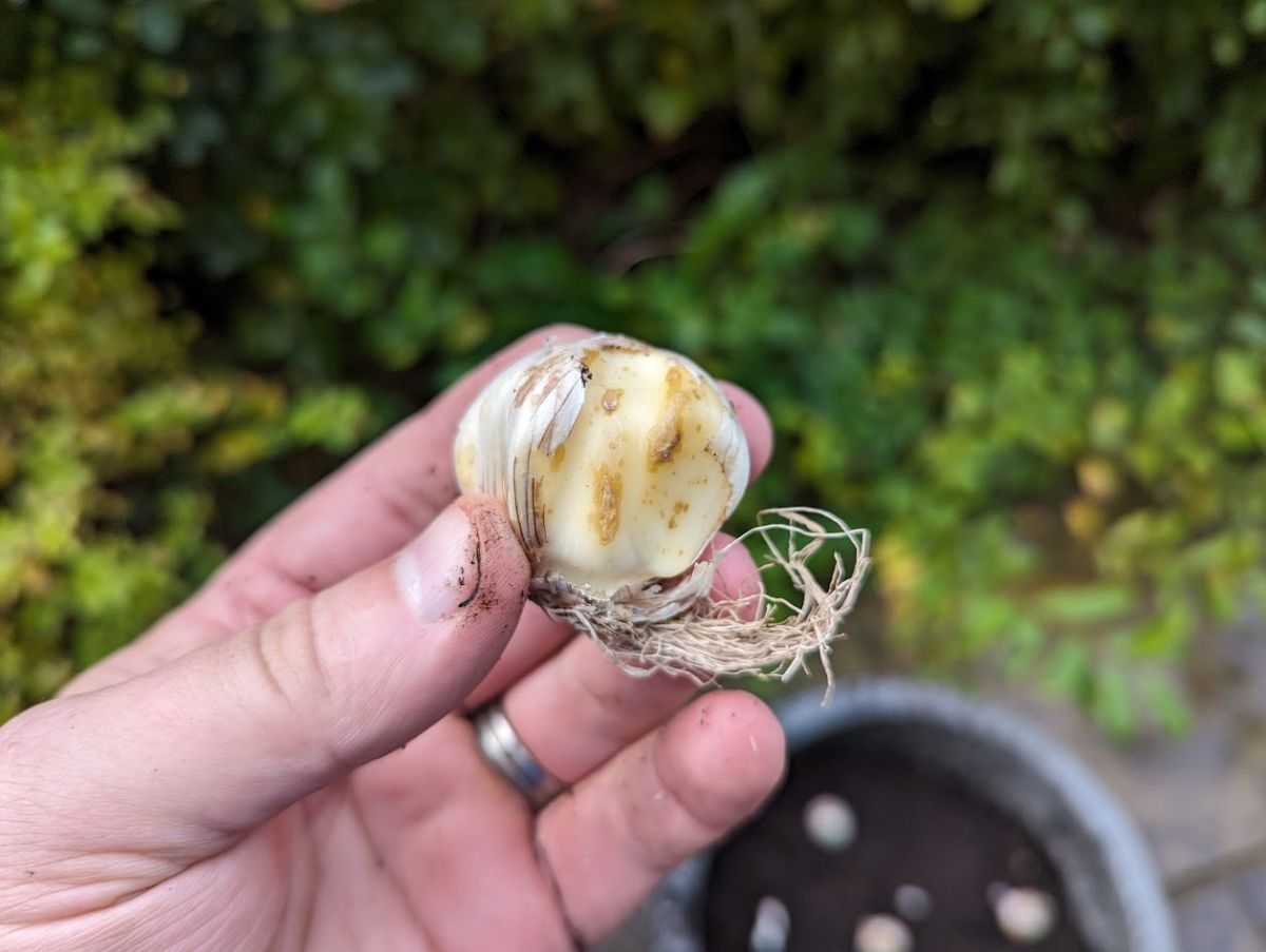 An allium bulb with old roots showing planting direction