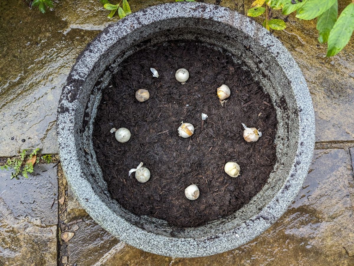 Alliums bulbs in a planter