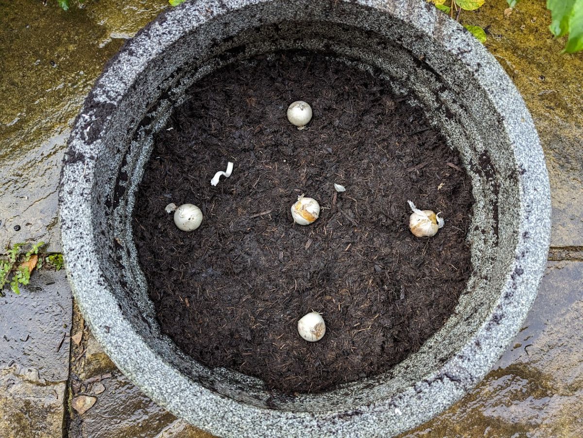 Five alliums in a container for growing