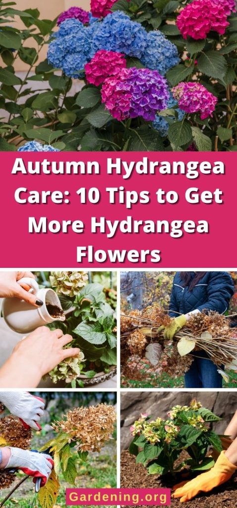 Autumn Hydrangea Care: 10 Tips to Get More Hydrangea Flowers pinterest image.