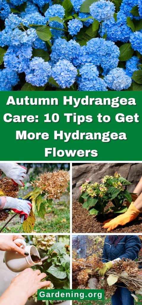 Autumn Hydrangea Care: 10 Tips to Get More Hydrangea Flowers pinterest image.