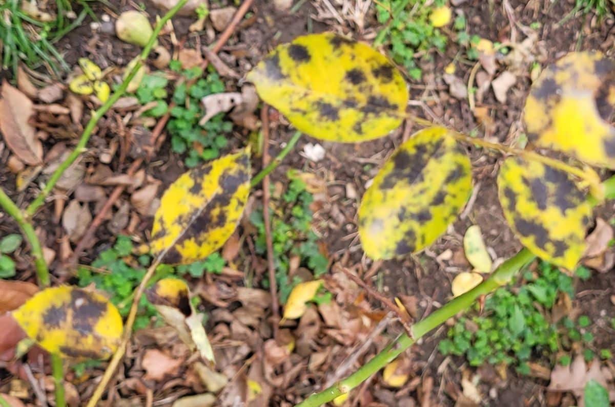 Rose leaves yellow in color with black spots from blackspot disease