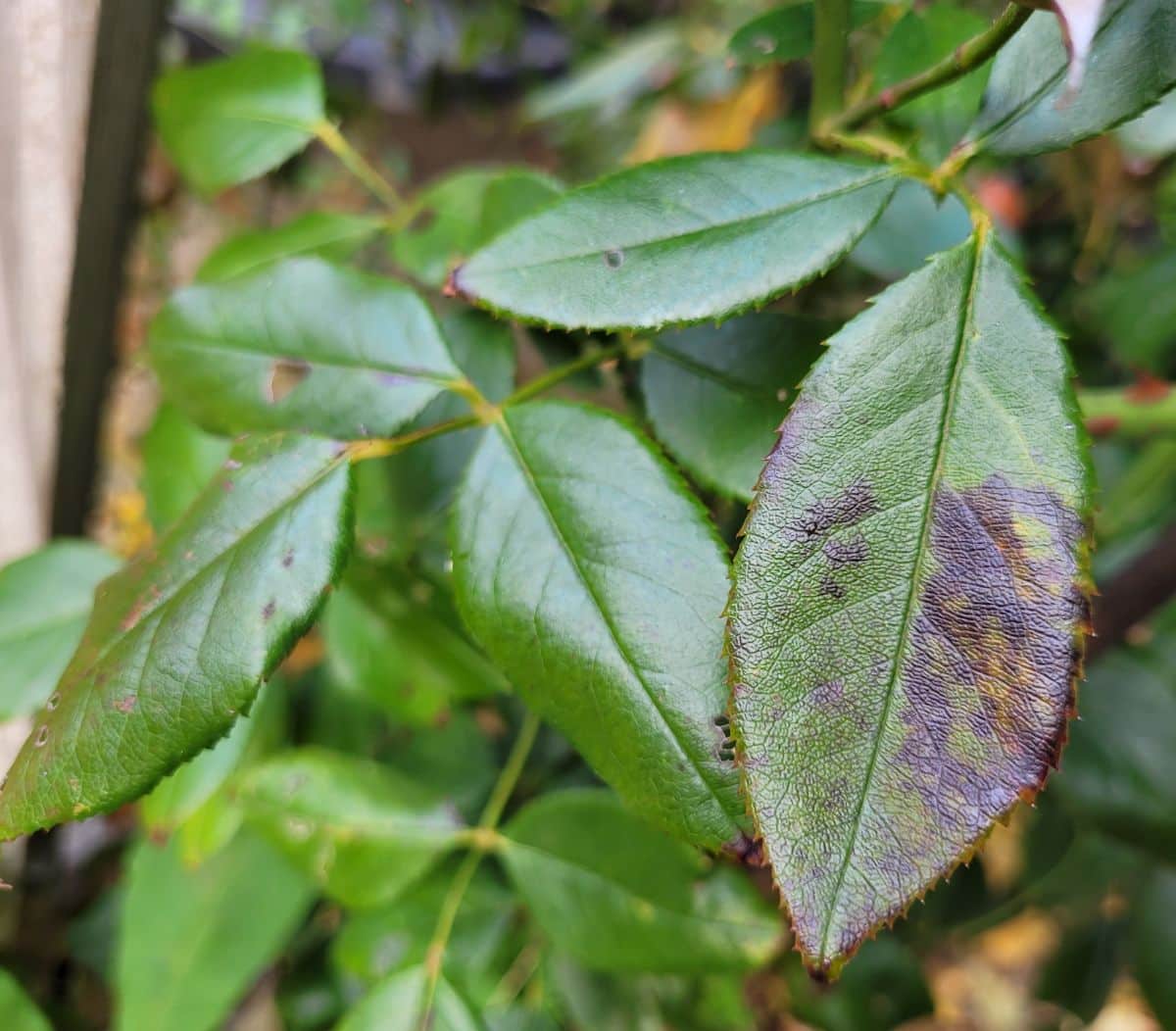 Purplish blackspot blotches on a rose leaf