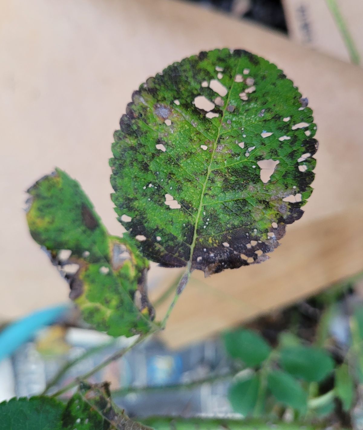 A rose leaf with blackspot and Japanese beetle damage