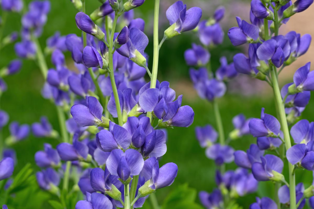 False indigo flowers