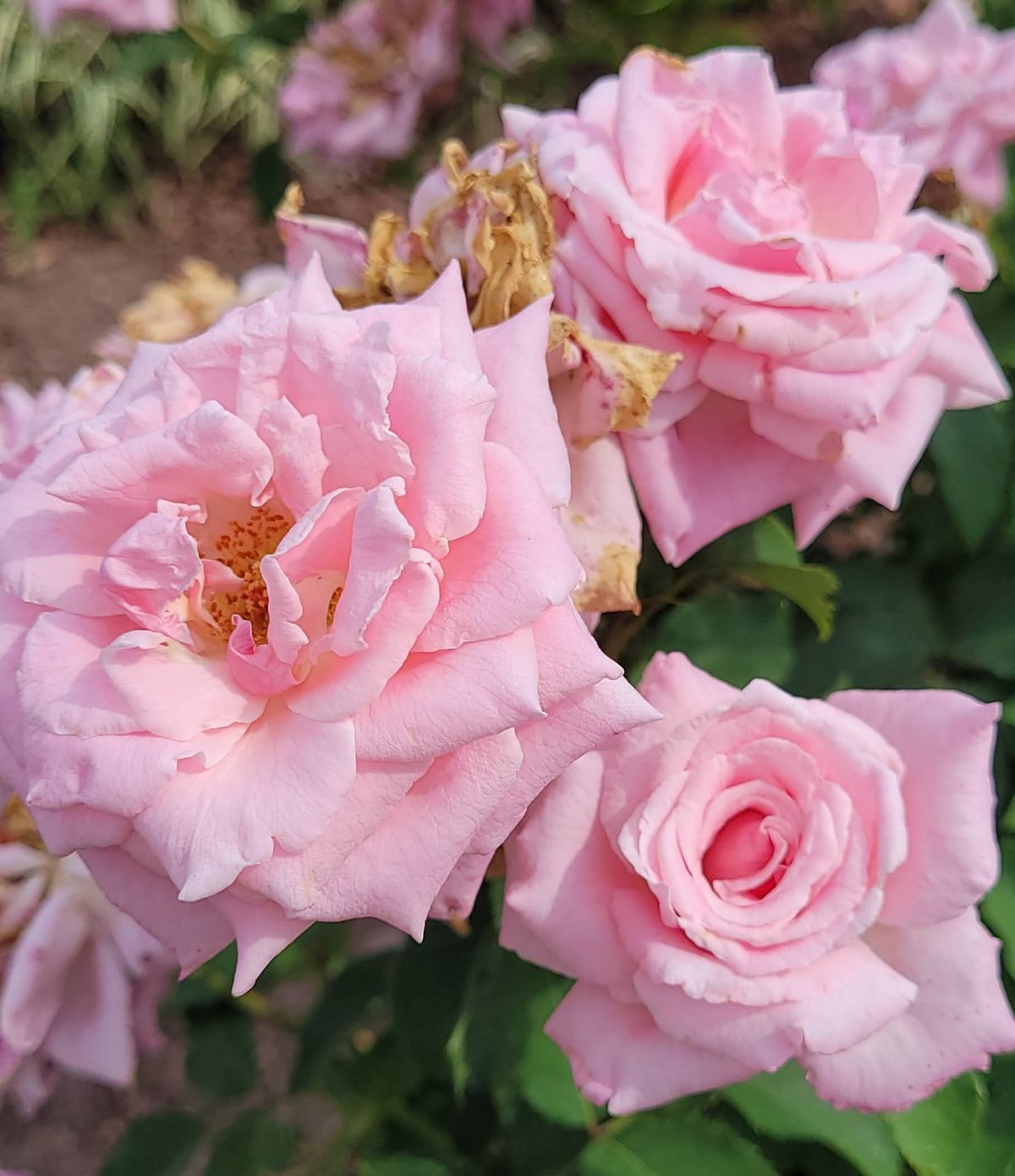 Pink roses with botrytis blight