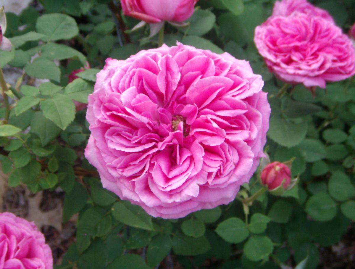Mme. Isaac Pereire pink blooming rose