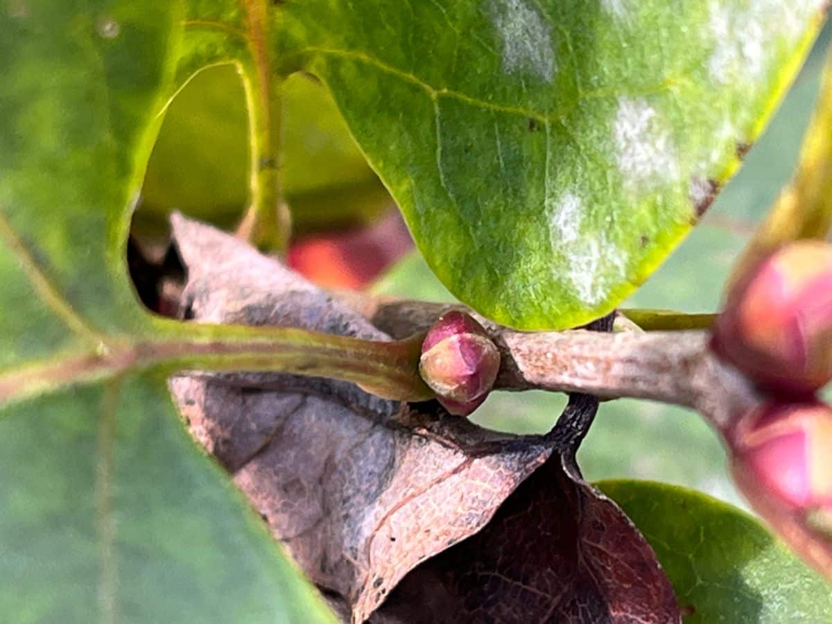 A bud on a fall shrub